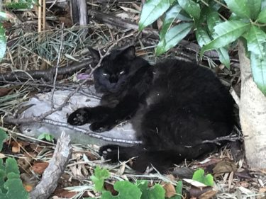 彩湖・道満グリーンパークは猫がいっぱい？